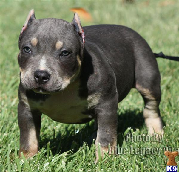 TRI-GEMMA...SOLD...SOLD...WWW.BLUELEGACYPITS.COM